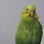 Erna beim schick machen