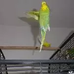 Paulchen beim Senkrechtstart