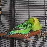 Fritzchen und Julchen mögen sich