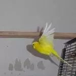 Fliegender Emil