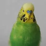 Profilbild von Fritzchen