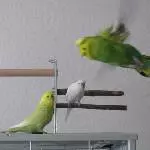 Fritzchen beim Fliegen