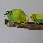 Die Stange schmeckt