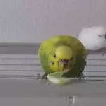 Leckere Gurke