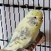 Prinzessin Cherry