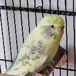 Prinzessin Cherry