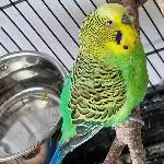 Welli Melvin