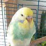 Meine Wellensittichdame Sky