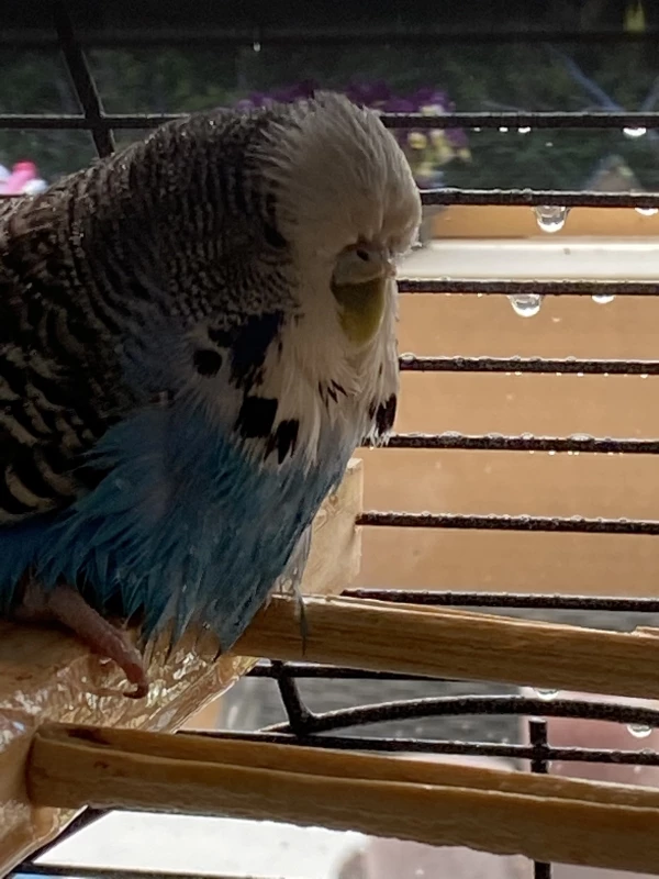 Wellensittich-Bild: Nach eine feinen Regendusche