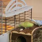 Flip, der Grashüpfer