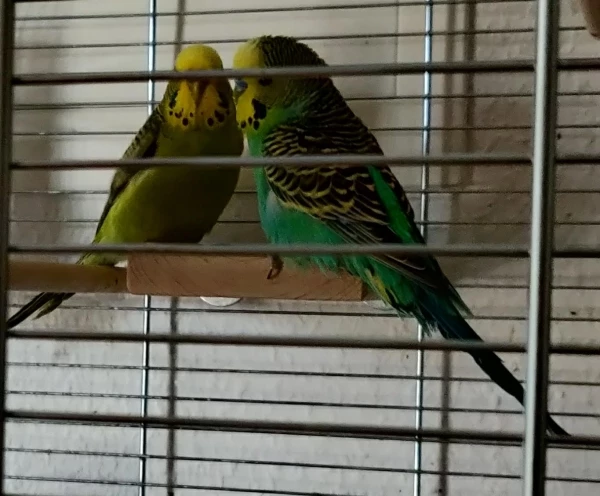 Wellensittich-Bild: Hanni und Oskar sind ein Paar