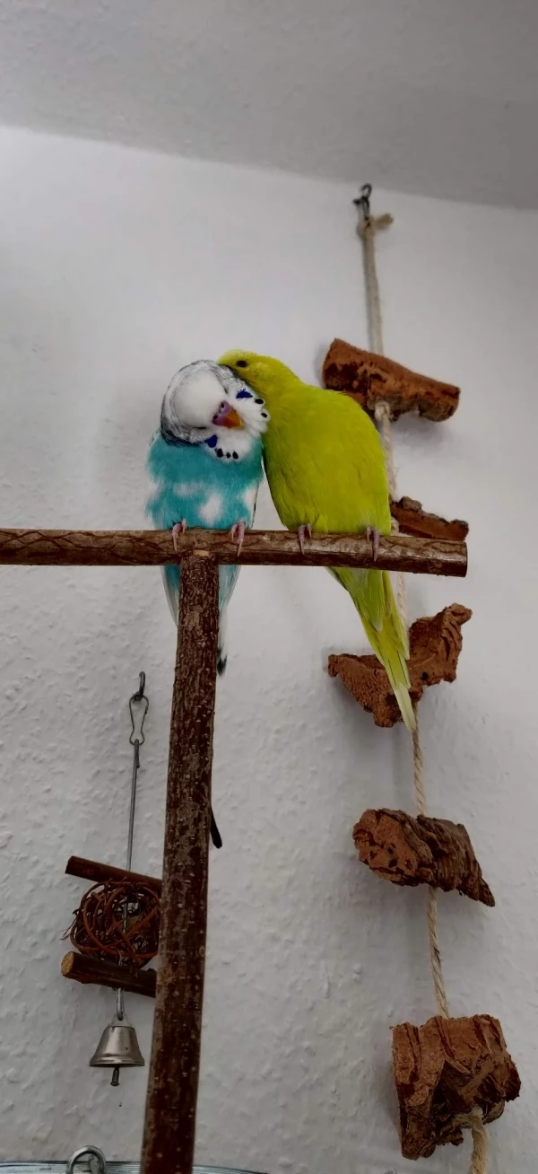 Wellensittich-Bild: Sunny krault Sam und er genießt es.