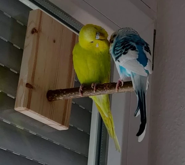 Wellensittich-Bild: Sunny und Sam mögen sich und Sunny genießt es