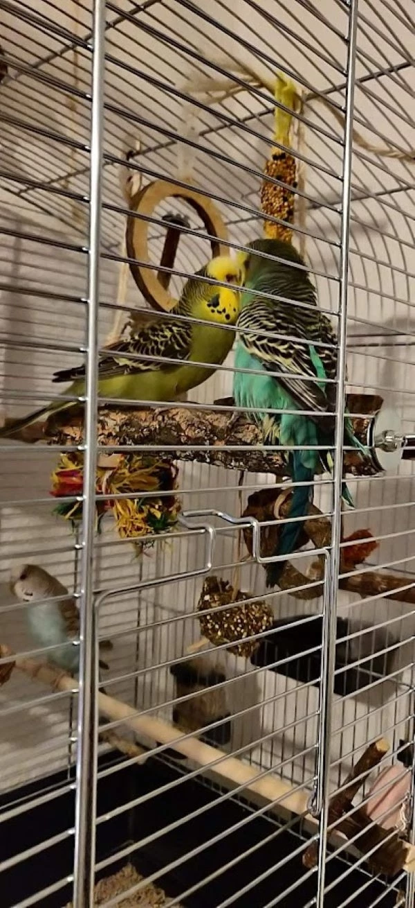 Wellensittich-Bild: Oskar und Hanni mögen sich sehr