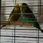 Hanni und Oskar