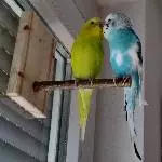 Sunny und Sam