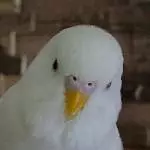 Snowflake