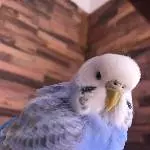 Rainbow Covergirl