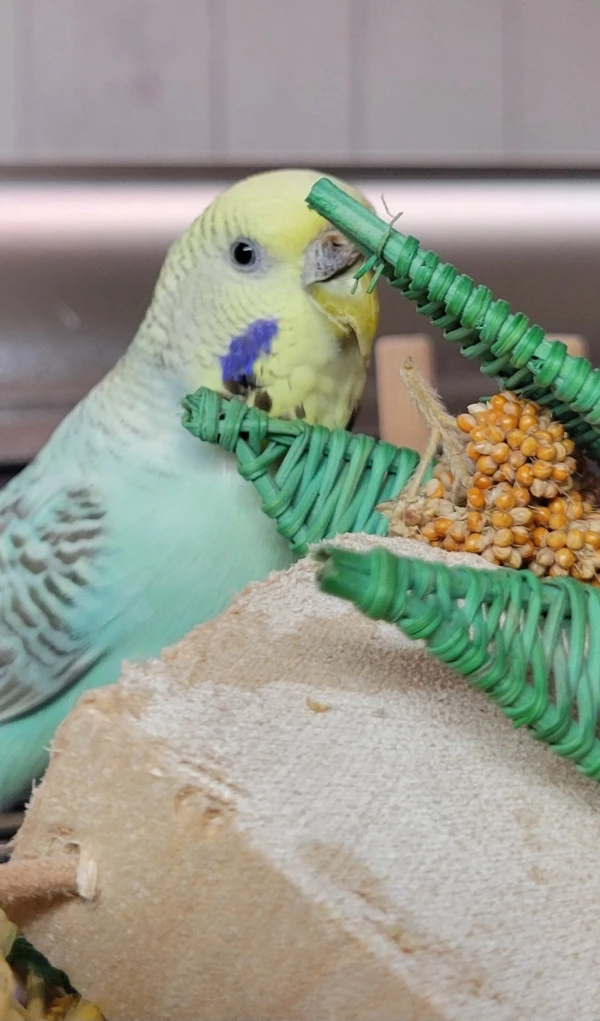 Wellensittich-Bild: Die Felo hat lecker Hirse versteckt, aber Hailey hat sie natürlich schnell ausfindig gemacht. 