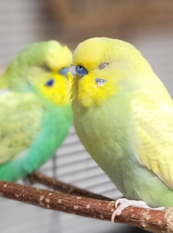 Sleepy boys