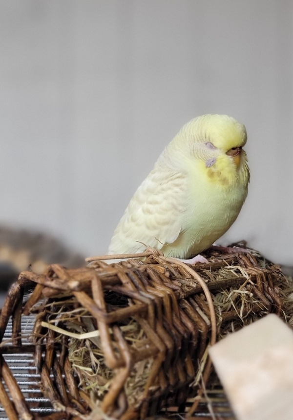 Schreddern ist sooooo anstrengend 