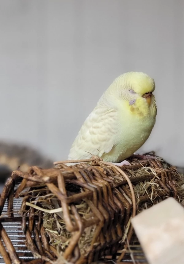 Wellensittich-Bild: Melody muss erstmal verschnaufen.