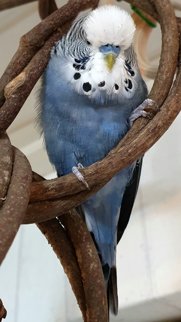 PHPSESSID