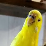 Kleine Schredderqueen 