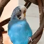 Vioelt Supermodel :)