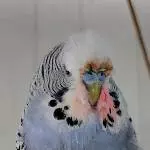 Bad-Hair-Day