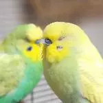 Sleepy boys