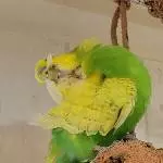 Amy putzt sich fein raus