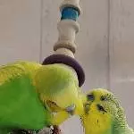 Amy und Toto im Liebesglück