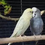 Die neuen Best Buddies 