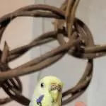 Neuzugang Hailey 