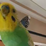 Hello Toto
