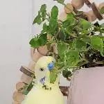 Ohhhhhh lecker Golliwoog 