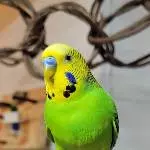 Das Gürkchen 
