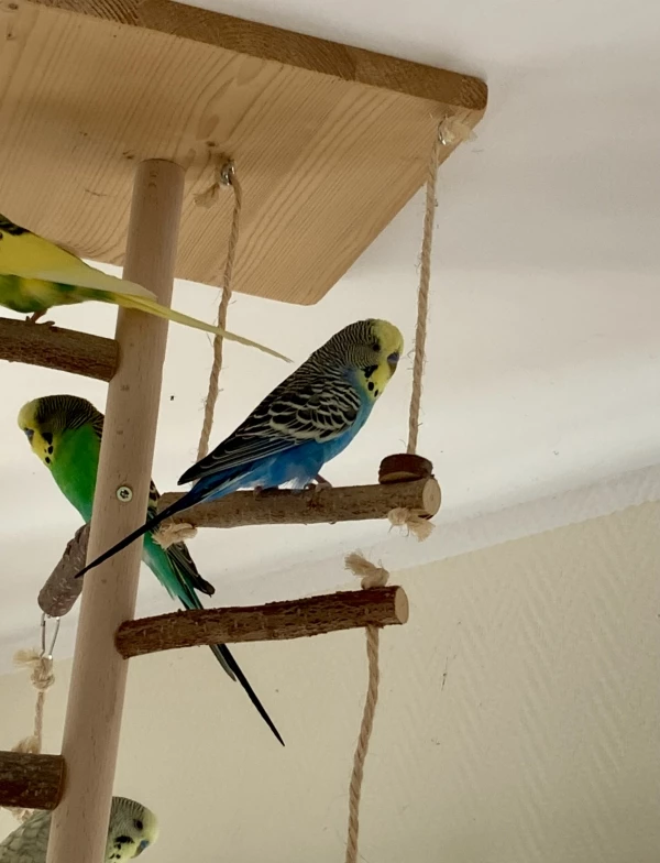 Wellensittich-Bild: Anton (blau ) ist quirlig und fröhlich und turnt sehr gerne auf dem Vogelbaum herum 