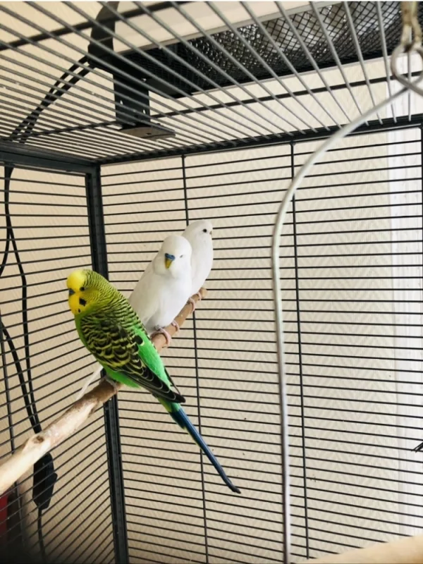 Wellensittich-Bild: Mein „Hahn im Korb“