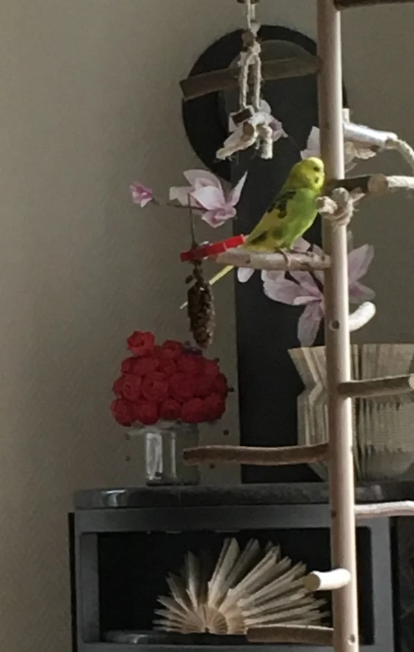 Wellensittich-Bild: Charlie liebt es im Vogelbaum mit Franky hin und her zu klettern und gemeinsam lustig zu plappern.