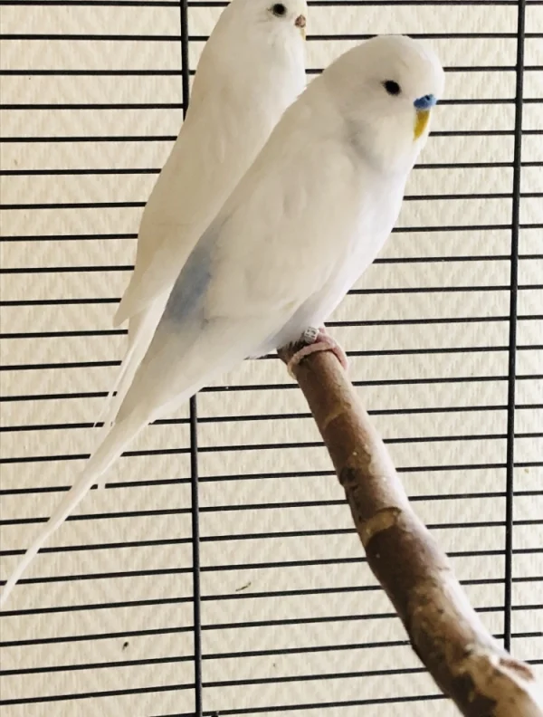 Wellensittich-Bild: Fee (hinten), Franky (vorn)