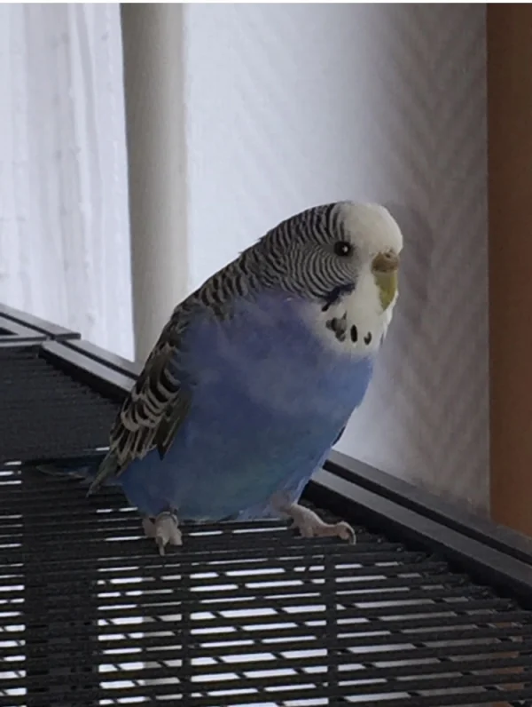 Wellensittich-Bild: Meine kleine „Diva“