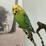Leopold 