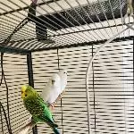 Kiwi, der Grüne