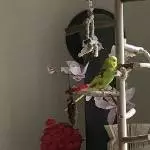 Charlie auf dem Vogelbaum