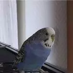 Blue (weiblich)
