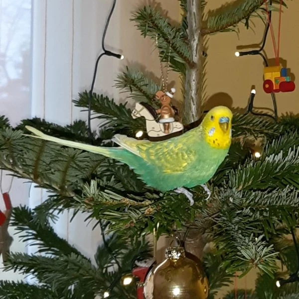 Wellensittich-Bild: Clyde an Weihnachten 