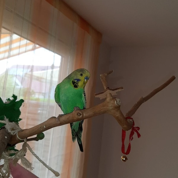 Wellensittich-Bild: Blue als Jungvogel
