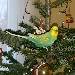 Weihnachtsbaum zum Abnagen 